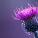 Single Thistle