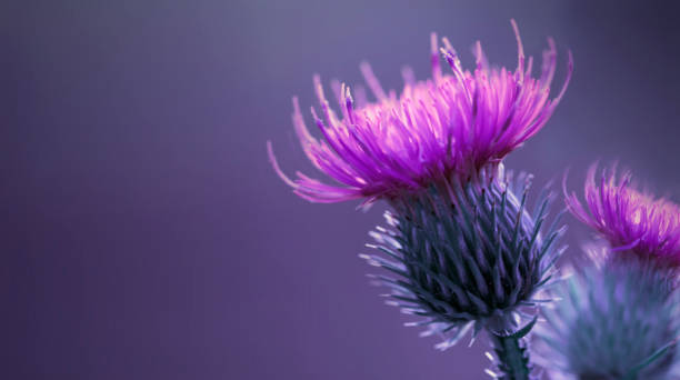 Single Thistle